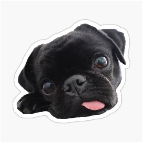 Pug Stickers Redbubble