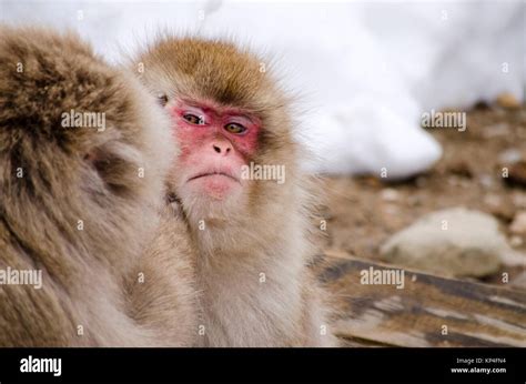 Japanese Macaque Snow Monkeys By Hot Springs Stock Photo Alamy