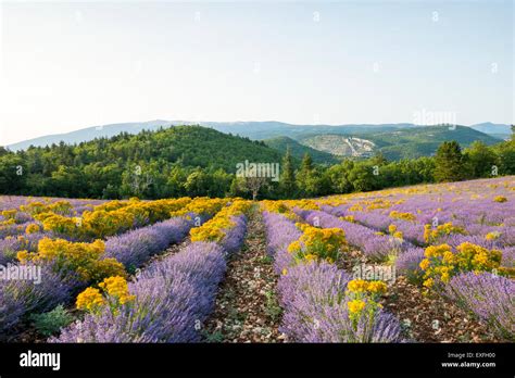 Vaucluse Mounts Hi Res Stock Photography And Images Alamy