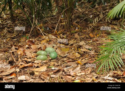 Cassowary egg hi-res stock photography and images - Alamy