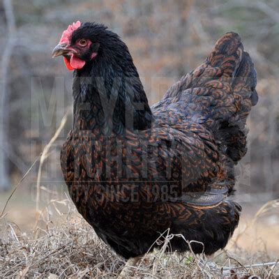 Black Copper Marans Day Old Chicks