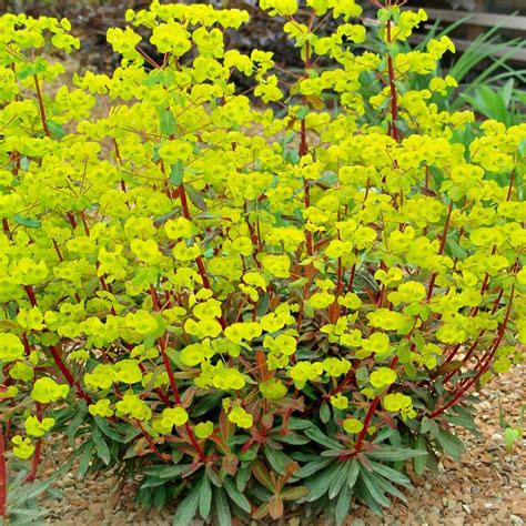 Wilczomlecz Migdałolistny Euphorbia Amygdaloides Purpurea SKIMIA