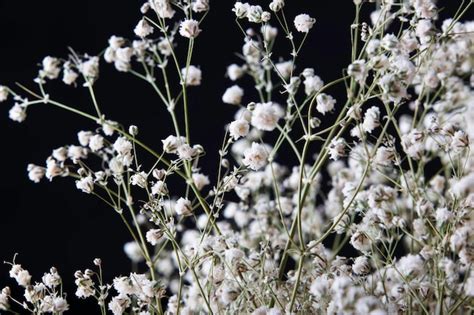 Premium Photo | Closeup of small white baby's-breath flowers ...