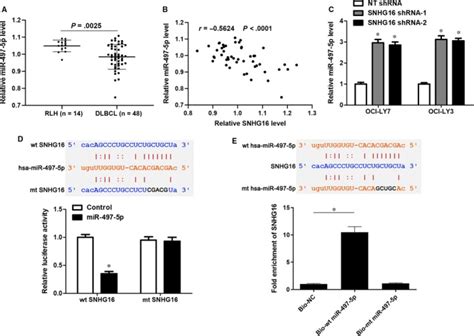 Long Non Coding Rna Snhg16 Promotes Proliferation And Inhibits