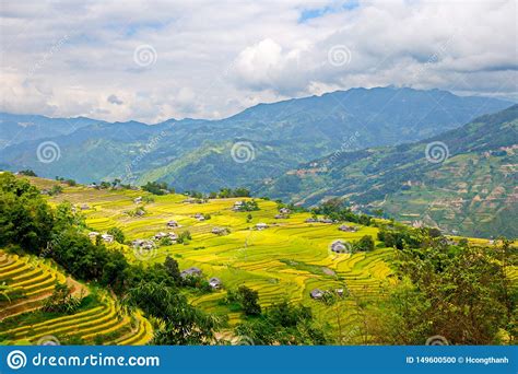 Ripen Rice Terraces in Ha Giang, Vietnam. Stock Photo - Image of fields, rice: 149600500