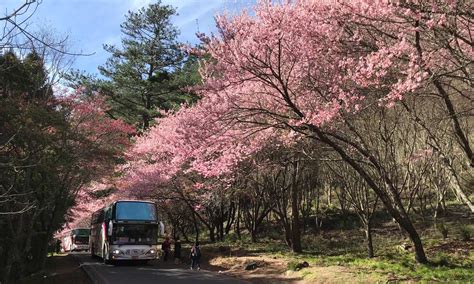 搭公車到台中武陵農場櫻花季，盡享山中紅粉佳人美景，賞櫻專車購票與交通管制資訊 活動大聲公 微笑台灣 用深度旅遊體驗鄉鎮魅力