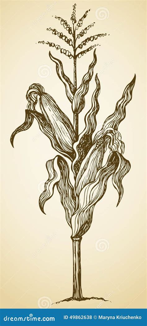 Corn Plant Stalk Vector Sketch 49862638
