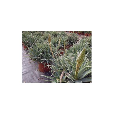 Aloe X Spinosissima Palmiers Du Monde Taille Aloe X Spinosissima