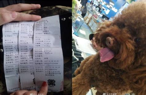 送愛犬到寵物店剪毛！回來舌頭「缺一塊」 媽氣炸：牠不能吃飯 Ettoday寵物雲 Ettoday新聞雲