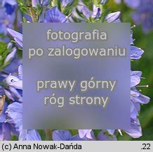 Veronica Austriaca Przetacznik Z Bkowany