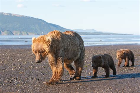 Endangered Plants In Alaska