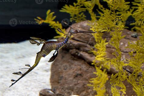 Common Seadragon Fish Underwater Portrait 20235892 Stock Photo At Vecteezy