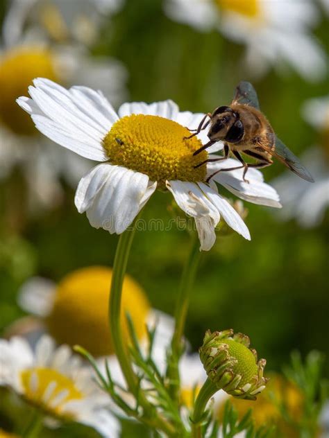 One Bee Like Fly Sits On A White Daisy Flower On A Summer Day Insect