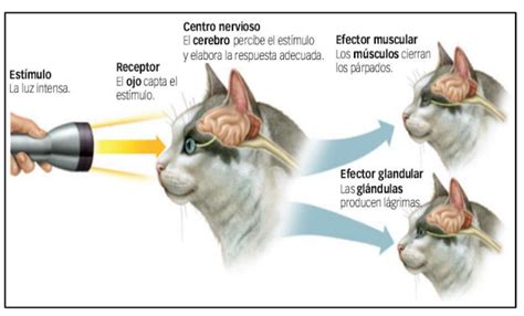 CIENCIA Y TECNOLOGÍA Prof Marleny Sánchez Gonzales