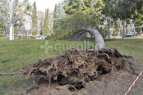 Im Genes El Fuerte Viento Arranca Un Rbol De Gran Tama O En El Parque