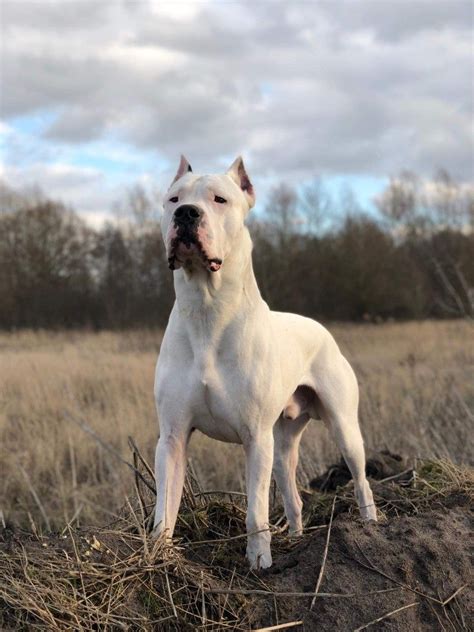 The Argentine Dogo 2020 The First Akc Champion Predador De La