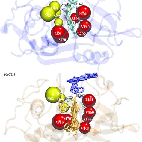 Schematic Diagram Of A The Putative Kunitz Inhibitor And B The