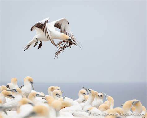 playful gannets lirralirra