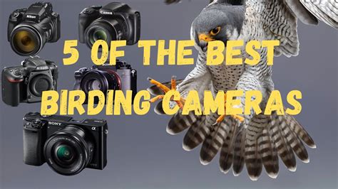 5 Best Birding Cameras Mirrorless Dlsr And Superzoom Youtube