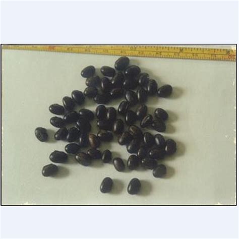 Mucuna Bracteata Seeds at best price in Dehradun by Floral Seed Company ...