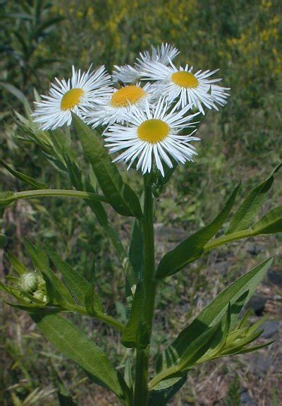 Annual Fleabane Erigeron Annuus