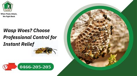 Advantages Of Hiring Professional Services For Wasps Control