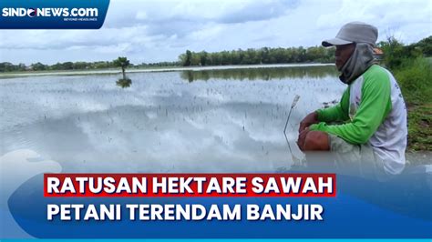 Petani Merugi Ratusan Hektare Sawah Terendam Banjir Di Jombang