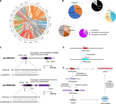 Frontiers Genome Wide Analysis Of Coding And Non Coding Rna Reveals A