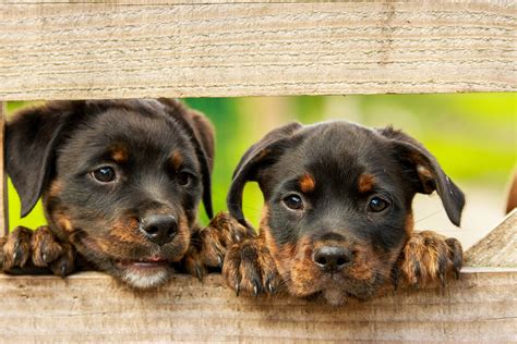 Dove Adottare Un Cane In Sicilia La Guida