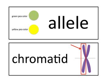 Genetics Word Wall Cards By The Science Shoppe Tpt