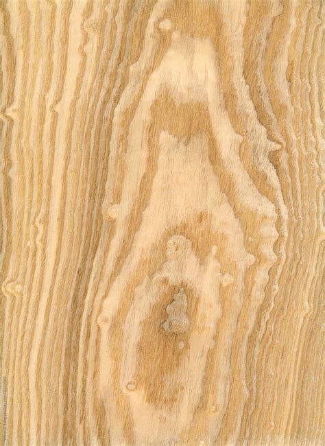 Macro Photo Of Wood Cross Section Wood Grain Texture Background By