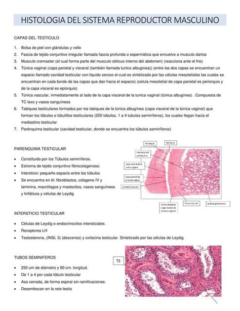 Sistema Reproductor Masculino Udocz