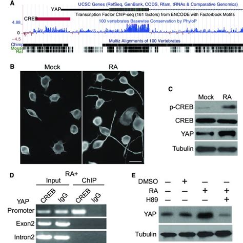 Camp Response Element Binding Creb Promotes Yes Associated Protein Download Scientific