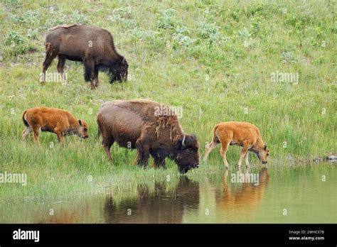 American Bison Bos Bison Female And Calves Alberta Canada Stock