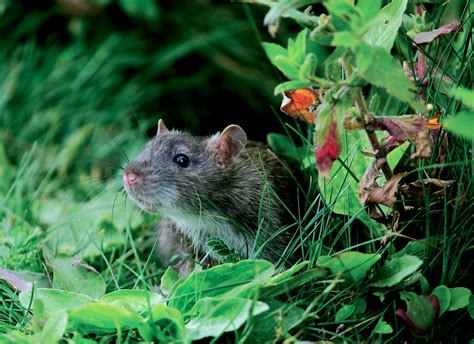gray gallery nature   lens brown rat rattus norvegicus