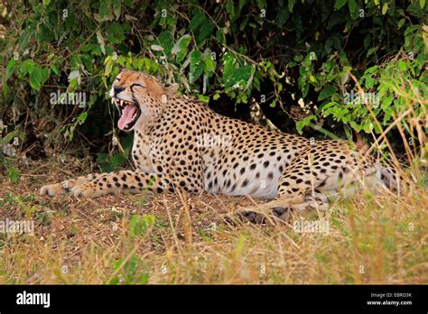 Cheetah Acinonyx Jubatus Lying At A Bush Yawning Tanzania