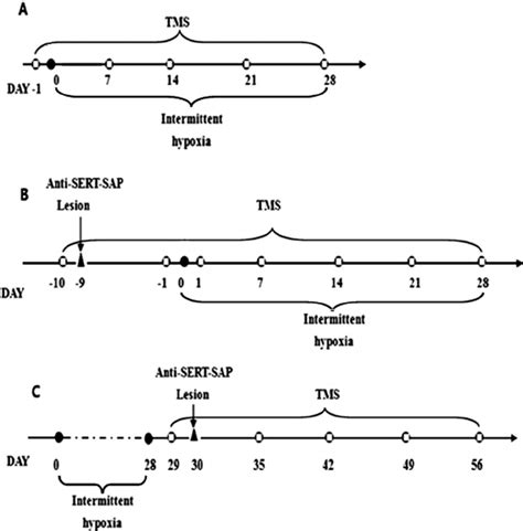 Schematic Diagram Of The Experimental Protocol Tms Panel A