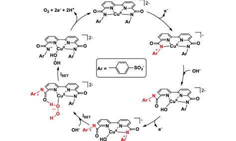 Catalytic Cycle For Water Oxidation Including Two Intramolecular