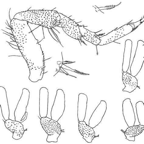 Gnathia Gurjanovae Sp N Female The Allotype Pereopods A 2 B Download Scientific