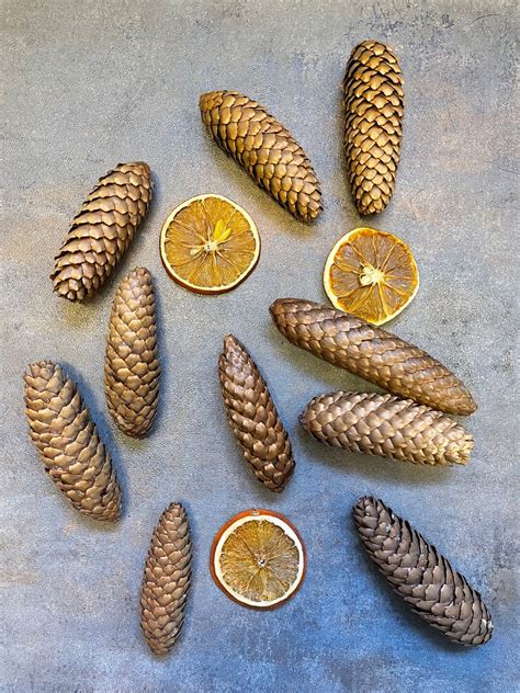 Norway Spruce Cones Natural Spruce Pine Cones Large Pine Cones Natural Long Pine Cones For