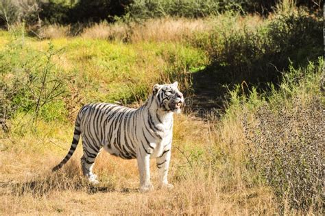 A Rare White Tiger In The Wild Stock Image Image Of Nature Hunter