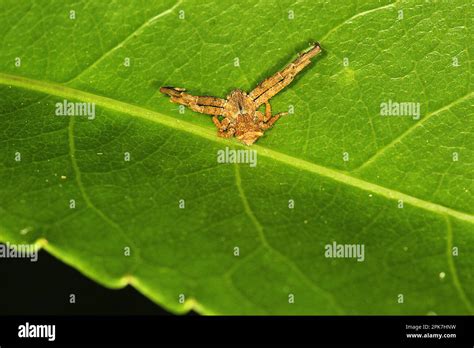 Square Ended Bird Dropping Spider Sidymella Sp Stock Photo Alamy