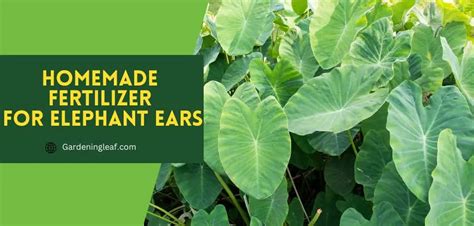 6 Best Homemade Fertilizer For Elephant Ears