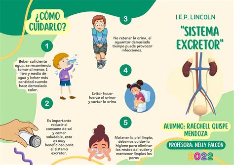 El Sistema Excretor El Diario Bolivia