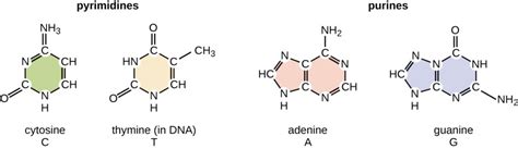 Nucleotides | Types, Examples, Functions & Classification