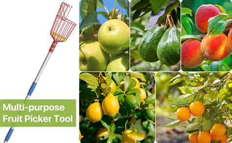 Amazon Fruit Picker Tool Ft Fruit Picker Pole With Basket