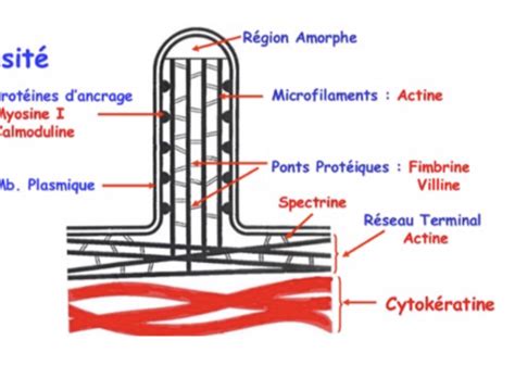 Cours N6 D Histologie Flashcards Quizlet