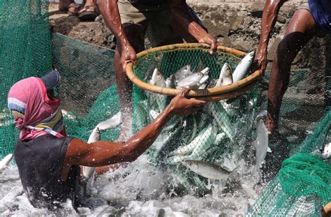 The Truth About Bangus As The Philippines National Fish