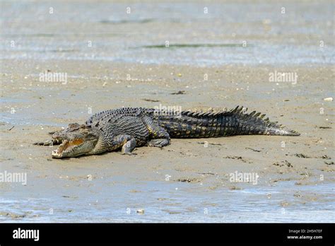 Estuarine Crocodile Or Saltwater Crocodile Crocodylus Porosus Sunning