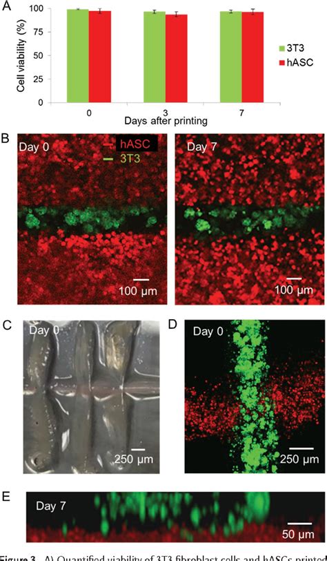 Pdf Dual‐stage Crosslinking Of A Gel‐phase Bioink Improves Cell